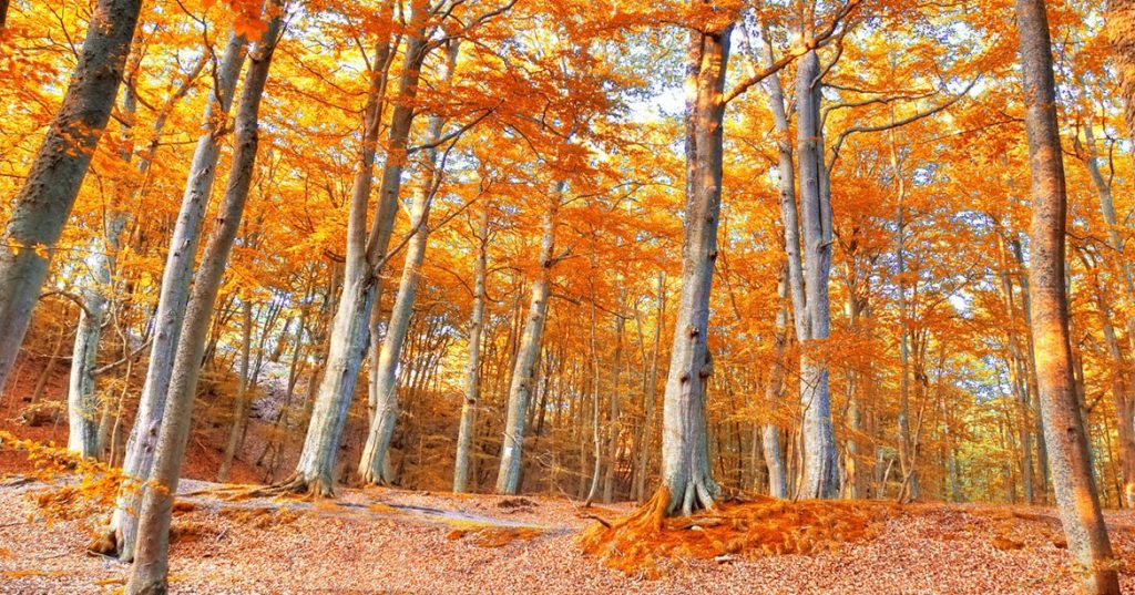 Quadres de natura